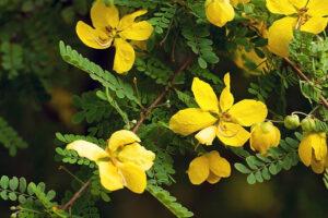 Senna: Uses, Benefits, Side Effects, and More